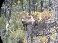 moose