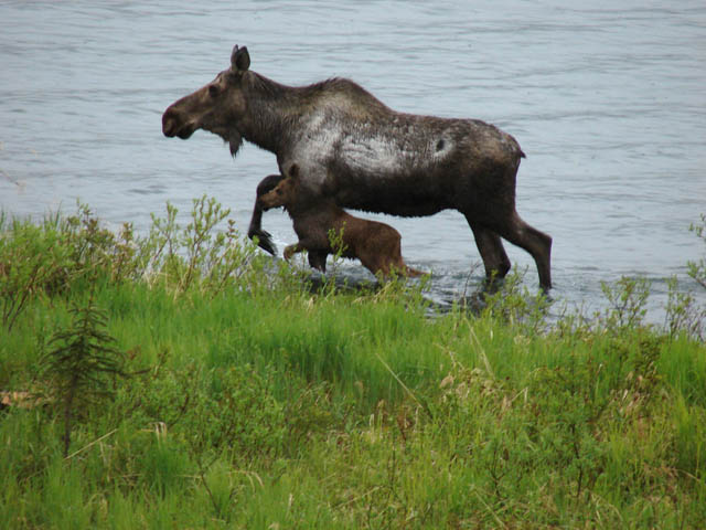 moose-calf