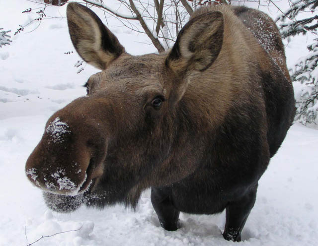 moosecloseup